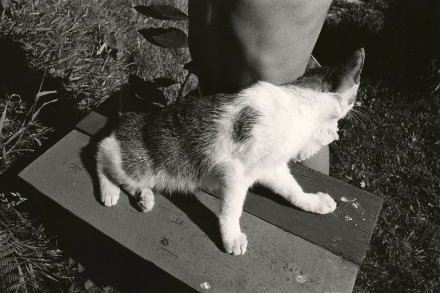 Bořek Sousedík, Bez názvu, Chebzí 1982